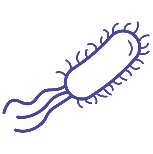 E. coli expression